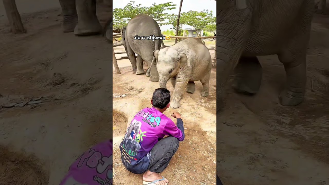 Pla Wan won't back down #elephant