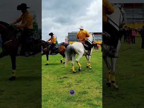 🐎 La elegancia de estos hermosos caballos durante el desfile en Río Blanco, San Marcos, Guatemala.