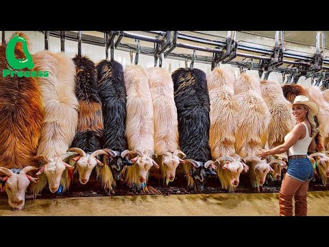 Goat Milk Farming | How Farmers Raise Goats To Produce More Milk | Modern Milking Factory