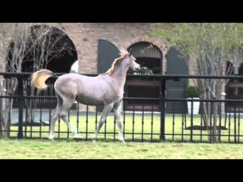 DeSha Bahreyn (Laheeb Al Nasser x Bint Katyah)