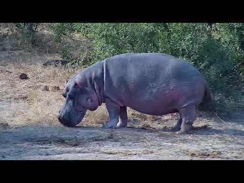 Djuma: Hippo out of water - 14:05 - 06/14/20