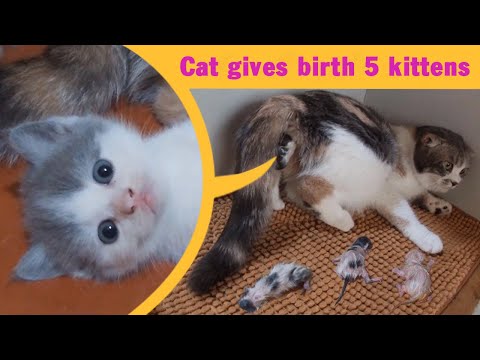 Cat Giving Birth: Cat Gives Birth To 5  Kittens - Part 1
