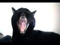 Kitty doesn't like... 