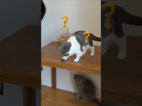 고양이 자존심 건드리기