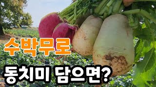 수박무로 동치미 담으면 놀라운 맛? 천연소화제