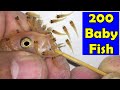 3 Maylandia Estherae cichlid fish gives birth to 200 baby fish 😍🐬👍🙏 #fish,