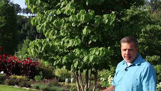 Flowering dogwood (Cornus florida) - Plant Identification