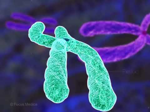 Molecular mechanisms controlling the circadian rhythm - Genetics