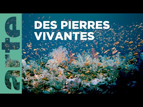 Le peuple des récifs | Le peuple des océans (3/4) | ARTE Family