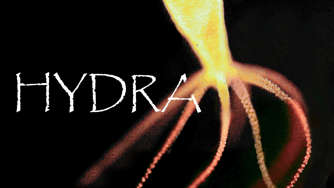 МЫ НАШЛИ  БЕССМЕРТНУЮ ЯДОВИТУЮ МЕДУЗУ