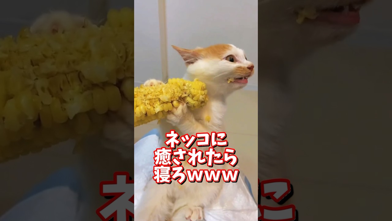 ネッコの動画で癒されたら寝ろｗｗｗ　#2ch  #動物  #猫 #癒やし #ねこ動画