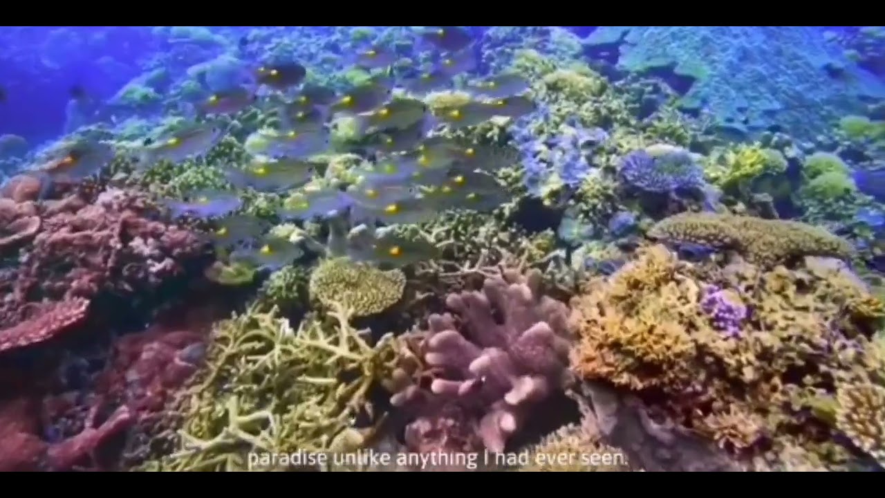 Magagandang Tanawin na makikita Mo sa Ilalim ng Dagat || Palawan Philippines