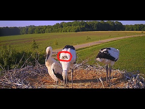 Jungstorch mit Rückenverletzung