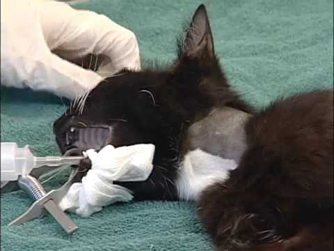 Esophagostomy Tube Placement in Cats