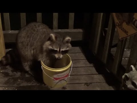 Early Morning feeding - The third one