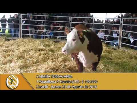 23-08-18 Venta de Vaquillonas P.P. - Cabaña TerraGarba - Castelli.