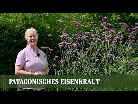 Verbena bonariensis - Alles über das Patagonische Eisenkraut