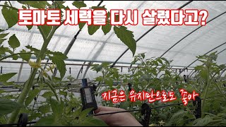 [농업 유튜버들이 따라하는 전문 유튜브] 동절기!! 겨울!! 흐린날이 지속된다?? 토마토 세력 관리 방법은?…