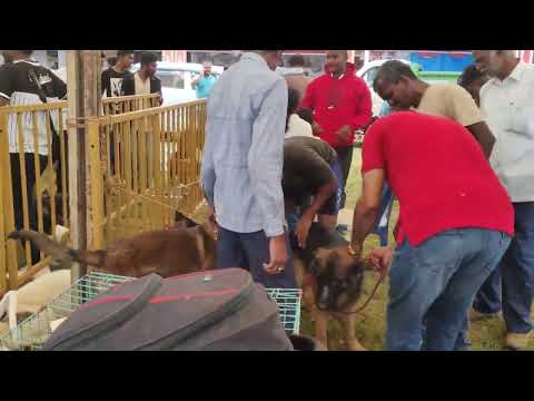 Dog/Pet show, Mysuru Dasara - 2024