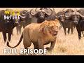 Wild Savannah Full Episode The Brutal Price Of Survival Nature Documentary