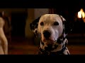 Lucky One Of Fifteen Puppies Who Nearly Dies Soon After His Birth 101 Dalmatians