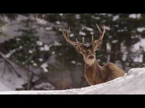 Cotton's dream  (Nadia's theme)