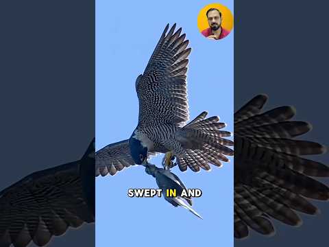 The amazing teamwork of the peregrine falcons #shorts