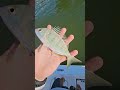 Found A Nice Spot But Loaded With Offshore Bait Stealing My Shrimp Orangebeach Fishing