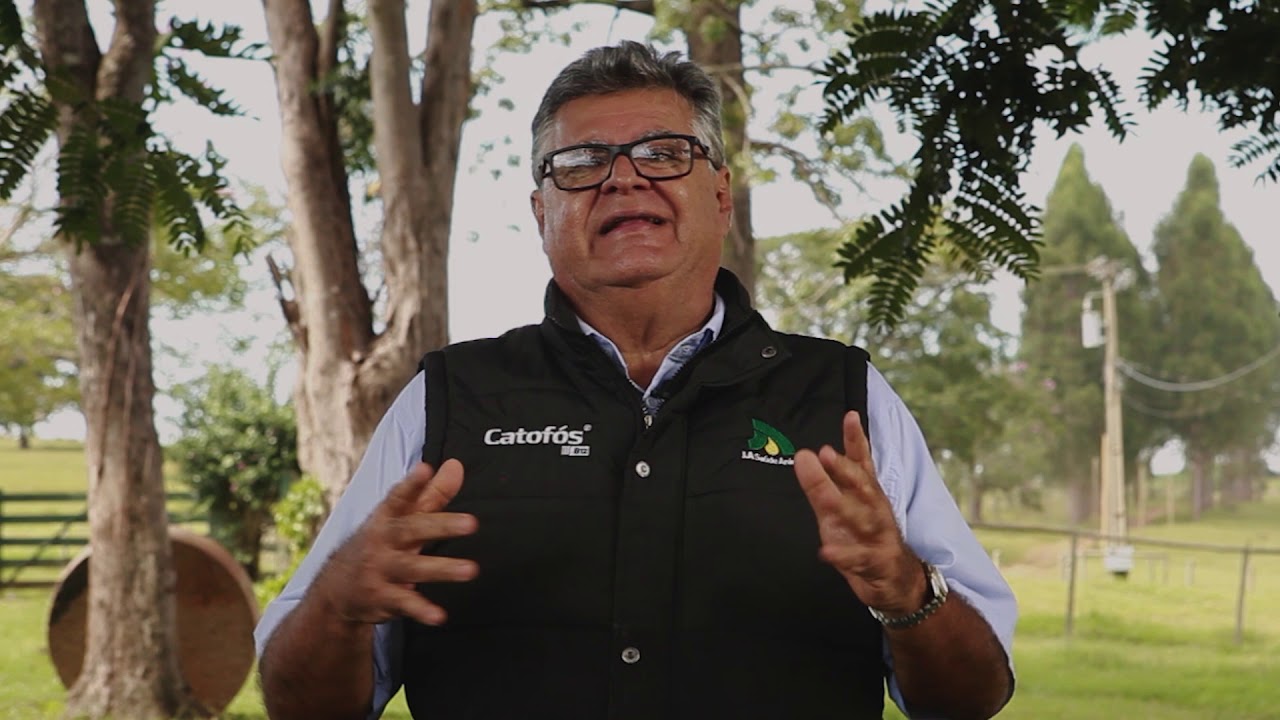 J.A Online - Cetose em bovinos