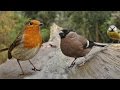 Birds Flying In Slow Motion Forest Birds Bird Sounds Video For People Cats To Watch