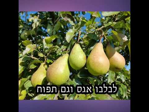 טו  בשבט  שמח