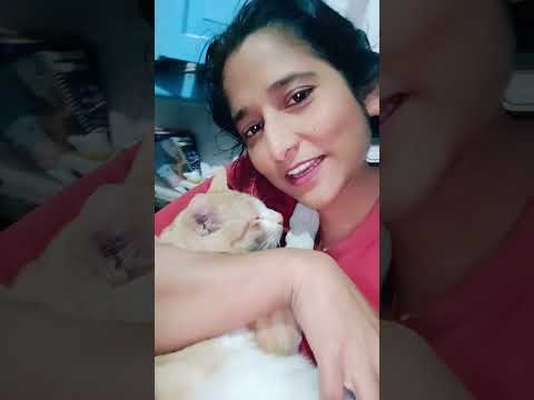 Mt cute cat#viral #myfunnypets #cat #comedy # viral cat video