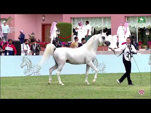 N 312 HILAL AL KHALEDIAH   KAAHC 2019   Colts 3 Years Old Class 9B