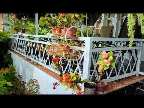 #2 VARIOUS PLANTS FROM MY MOTHERS GARDEN