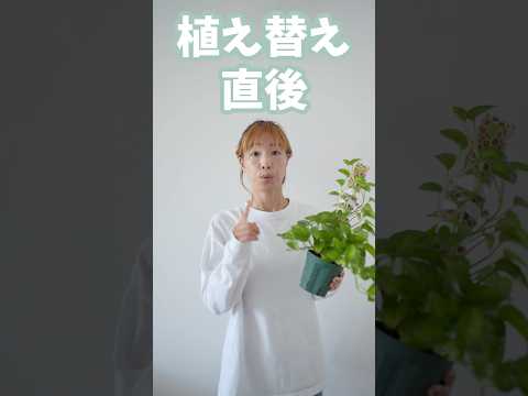 シダを室内に取り込む時期はいつ？簡単にメンテナンスするにはどうすればよいでしょうか?  庭園