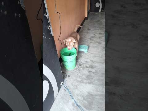 hero dog save his owner ❤️🫶#animallife #pitbul #like #subscribe #support