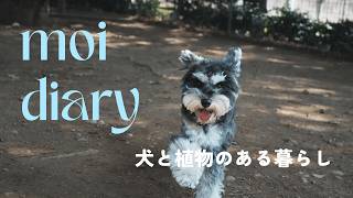 犬と植物のある暮らし