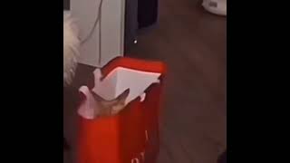 Angry cat in red plastic bag #cat #angrycat 