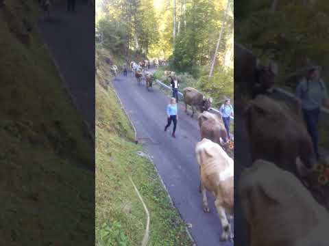 Alpabfahrt Nesslern 23.09.2017