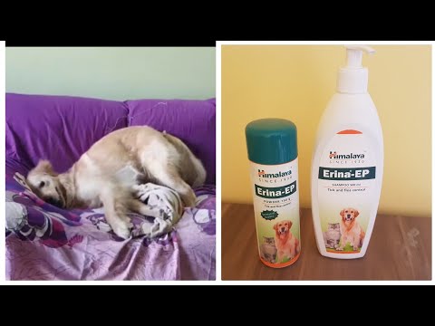Himalaya Erina EP Shampoo Tick Flea Management