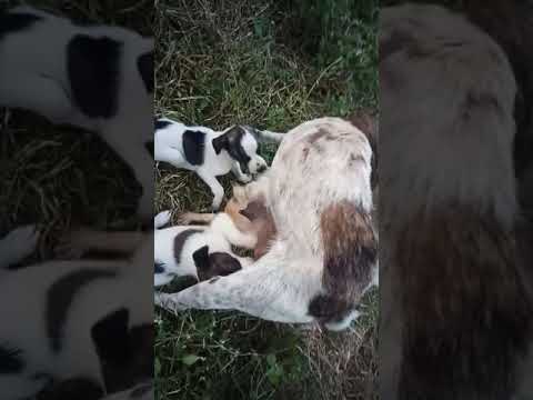 pranitha playing dogs