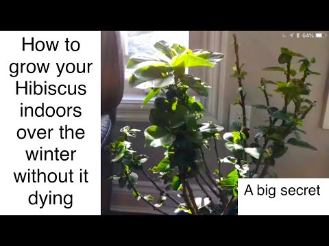 image-How to winterize ground planted Hibiscus?