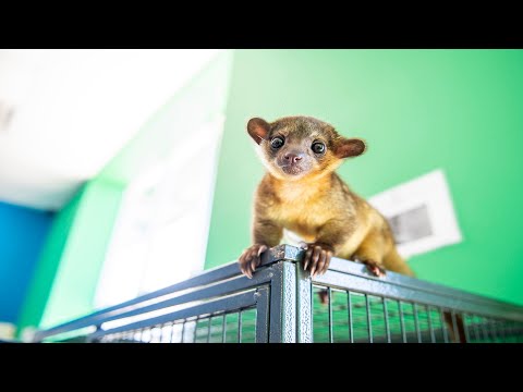 Not your Average Pet: Meet a Kinkajou in Saginaw