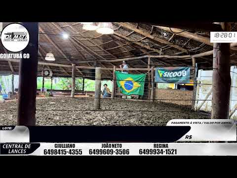 Leilão de gado em Goiatuba Goiás, 20/12/2025 - Mata Preta  Leilões - 14:00 Hs
