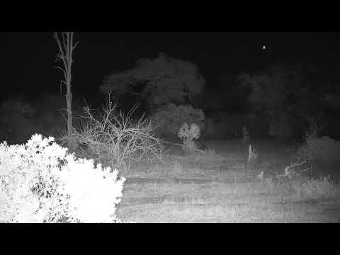 Djuma: Side-striped Jackal- 21:50 -  09/08/19