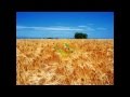 Алибек ДНИШЕВ - Пшеница золотая 
