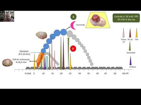 Surfer sur la 1ère vague folliculaire du postpartum de la vache laitière