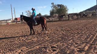 *SOLD*SOUL OF A SAILOR “Sailor” 2008 Gelding