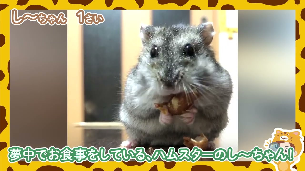 家族と暮らす動物達の日常🐾皮をむくハムスター、フミフミ猫、保護猫4姉妹、ハムスター✨アニマル発見隊