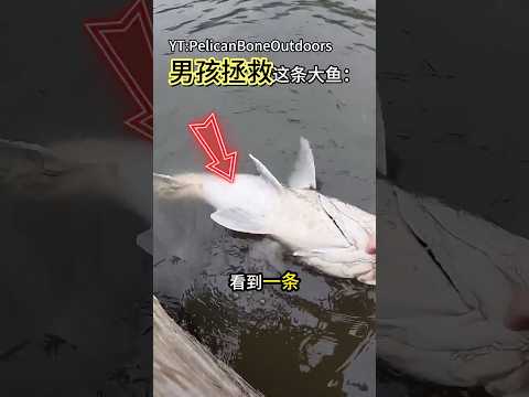 男孩用学到的知识，拯救了这条大鱼！#shorts #趣事 #有趣